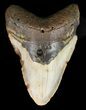 Bargain, Megalodon Tooth - North Carolina #47198-1